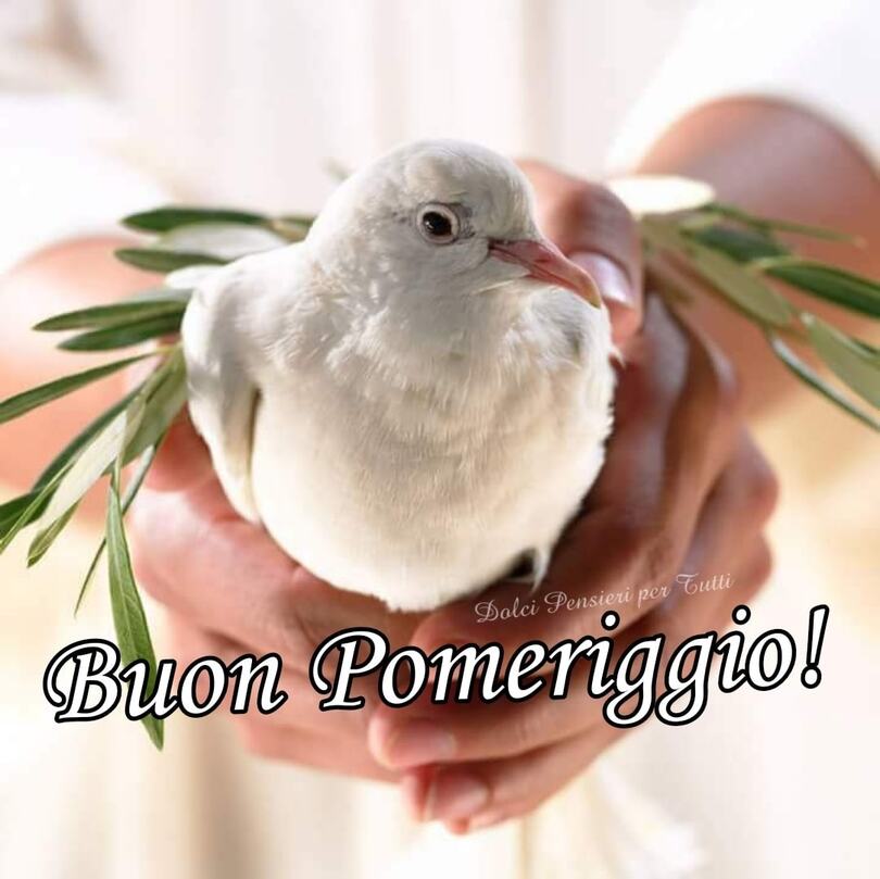 Buon pomeriggio con la colomba della Pace