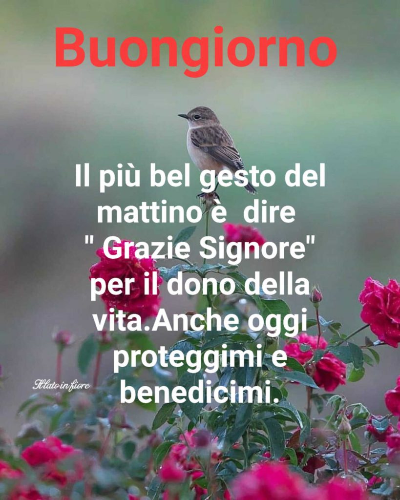 Buongiorno. Il più bel gesto del mattino è dire "Grazie Signore" per il dono della vita. Anche oggi proteggimi e benedicimi.