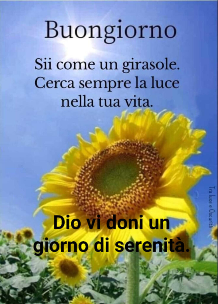 Buongiorno. Sii come un girasole. Cerca sempre la luce nella tua vita. Dio vi doni un giorno di serenità.