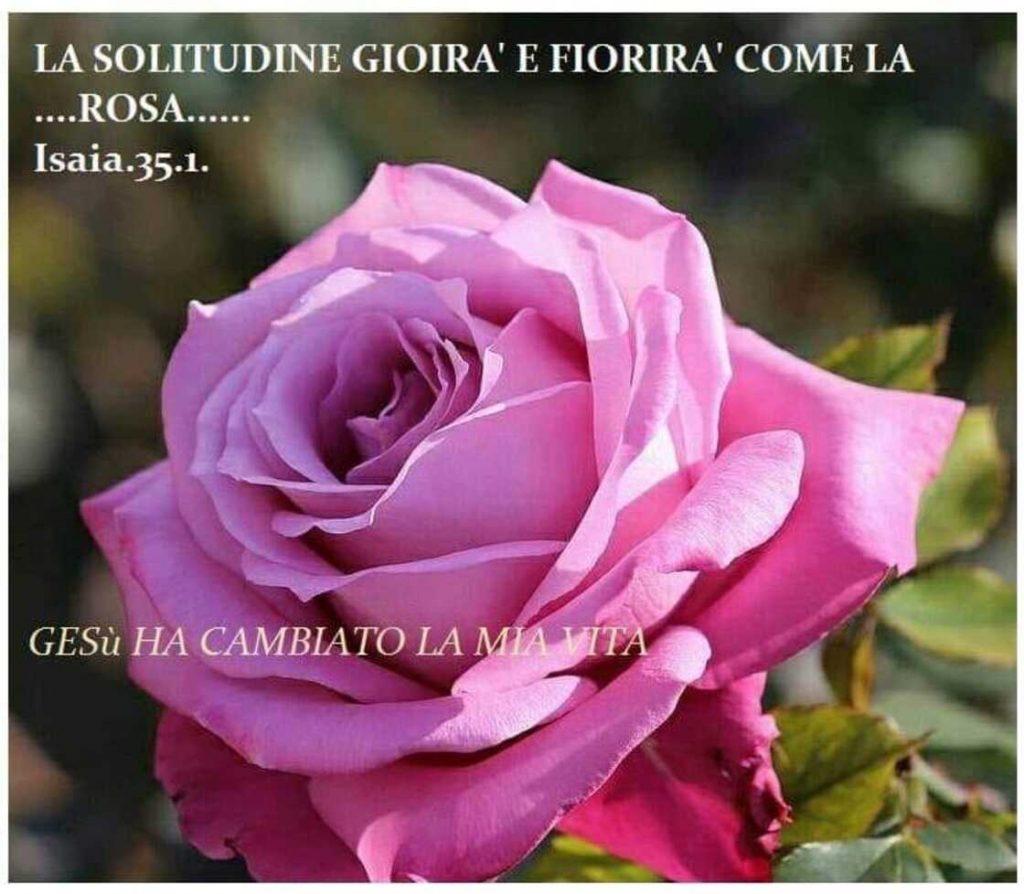 La solitudine gioirà e fiorirà come la rosa... (Isaia 35:1)