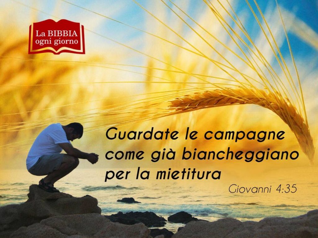 Guardate le campagne come già biancheggiano per la mietitura. (Giovanni 4:35)